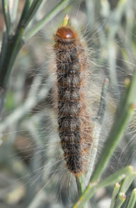 spiky caterpillar