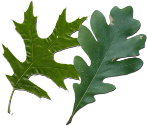 oak leaves as part of caterpillar diet