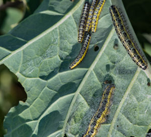 caterpillars on leaf