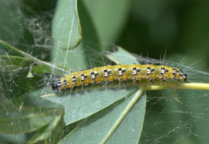 broom moth caterpillar