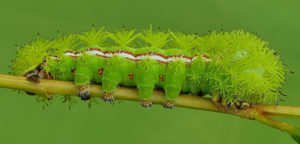 io moth caterpillar