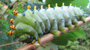 what kills caterpillars - caterpillar on a leaf