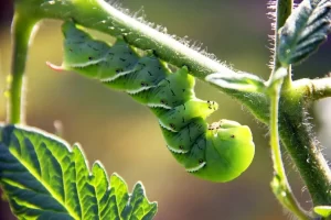 what ills caterpillars - caterpillar on a leaf