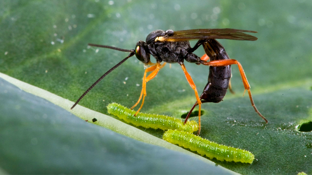 what eats caterpillars - wasps