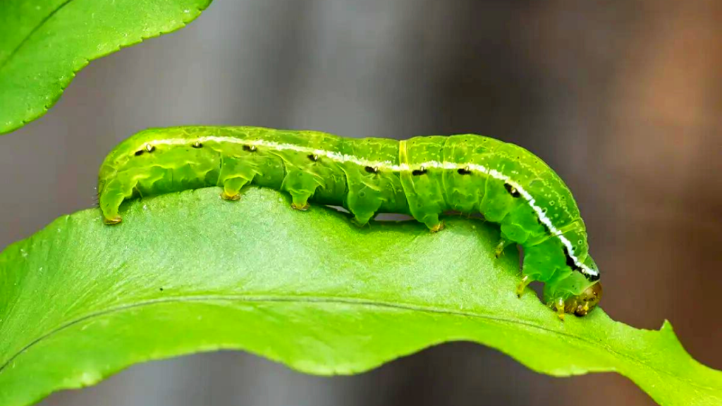 get rid of caterpillars on ferns