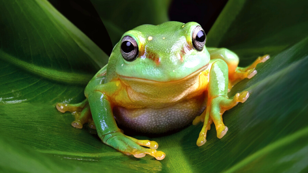 what eats caterpillars - frog
