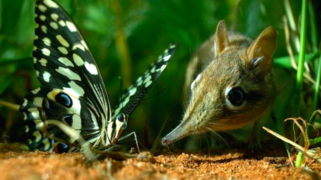 what eats caterpillars - small mammal