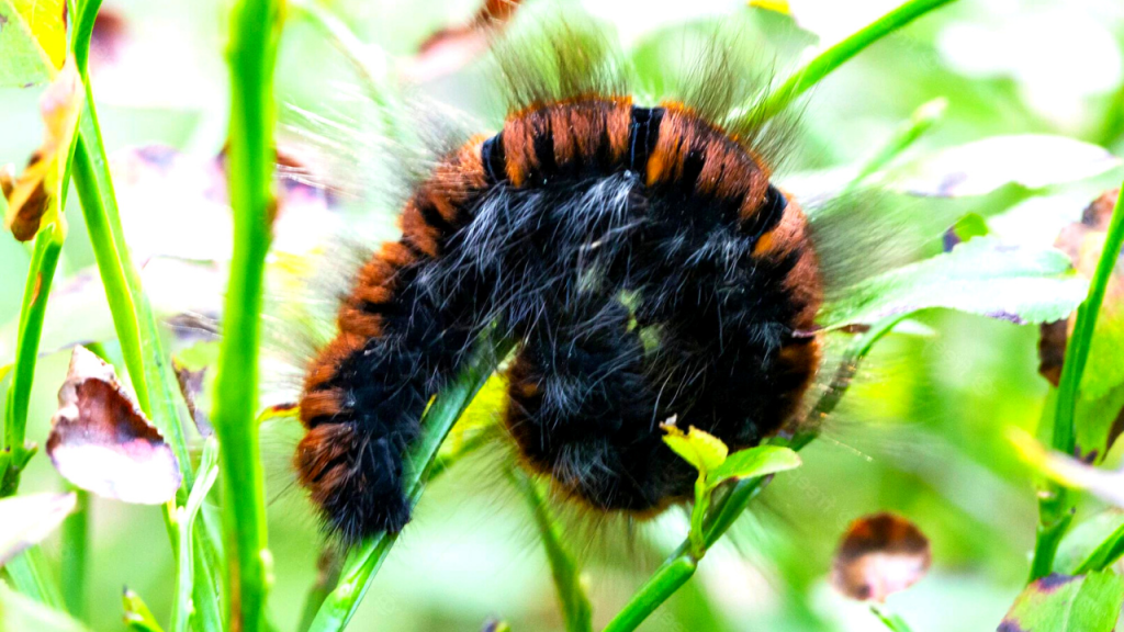 why do caterpillars curl up