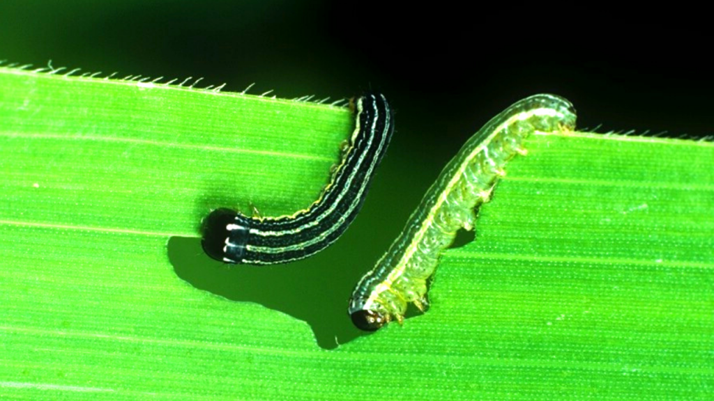 caterpillar facts - caterpillar eating leaves