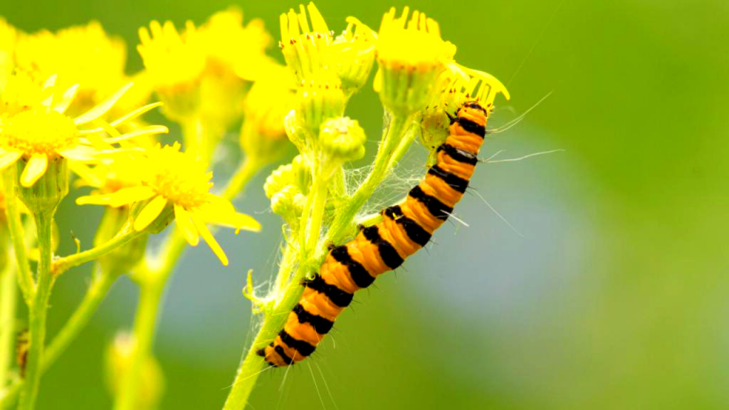 caterpillar facts