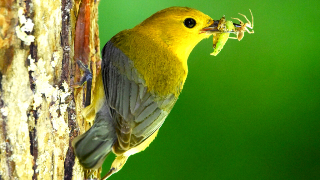 what eats caterpillars - birds