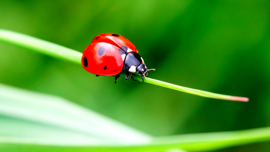 what eats caterpillars - ladybird beetle