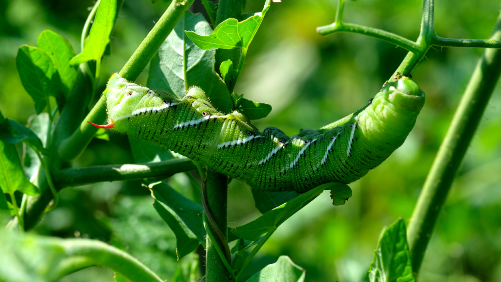 how to kill tomato hornworms