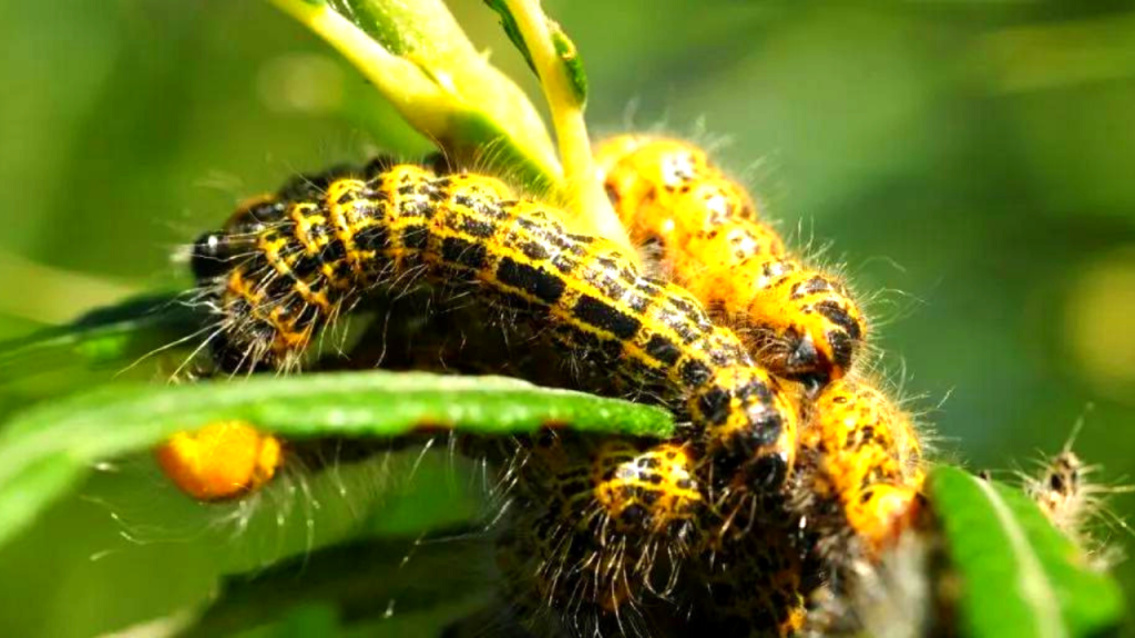 does soapy water kill caterpillars