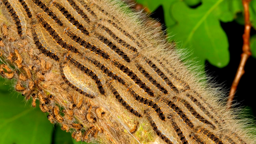 get rid of oak caterpillars